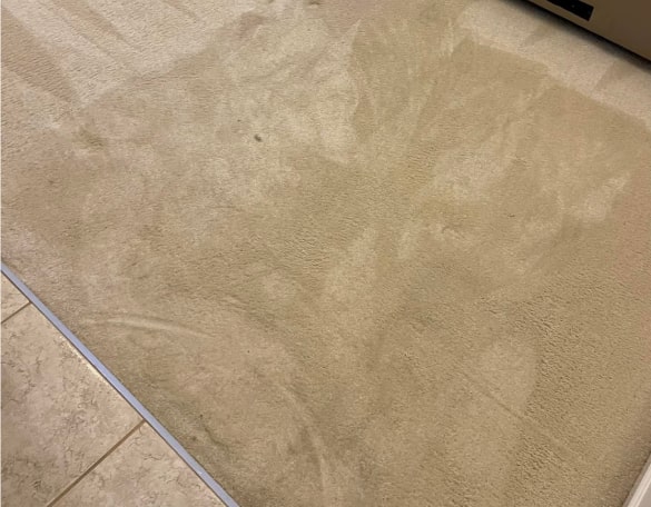 best carpet cleaning bentleigh